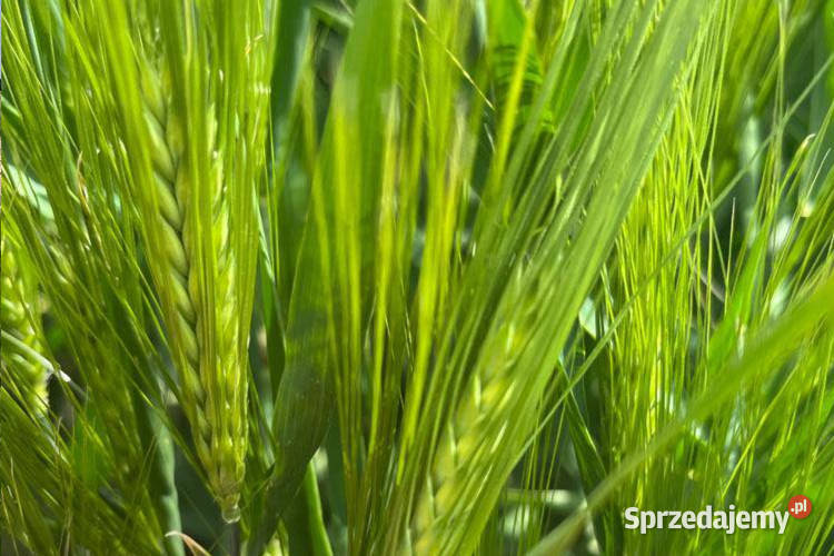 Jęczmień ozimy RGT Mela wielorzędowy Top Farms