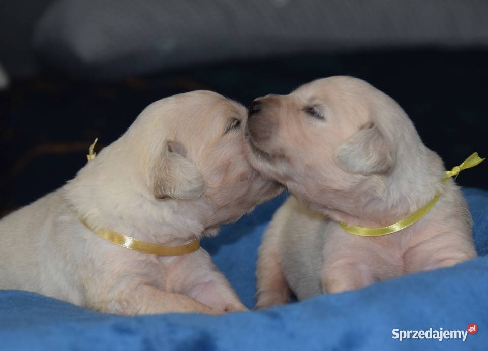 Golden retriever szczenięta zkwp fci Łochów