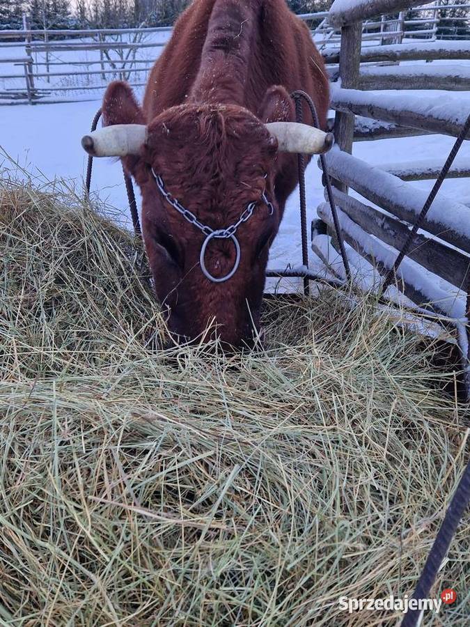 Sprzedam krowę mleczną Suwałki