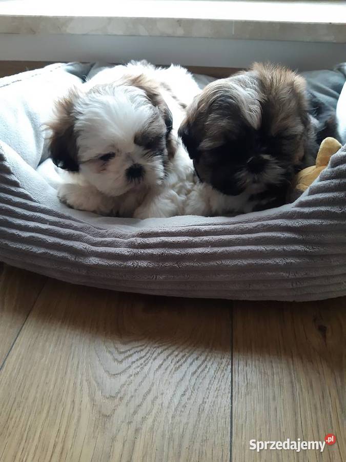 Shih tzu szczenięta do rezerwacji Shih Tzu Katowice