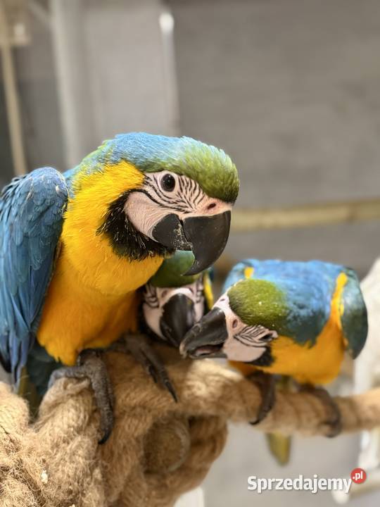 Papuga Ara Ararauna Pupile Rybnik