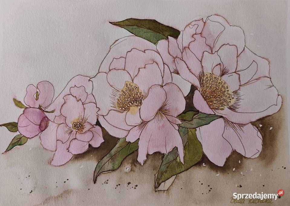 Akwarela Akwarelka Obraz pt Peonie wielkopolskie Poznań