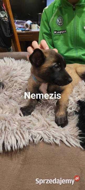 owczarki belgijskie Pruszków