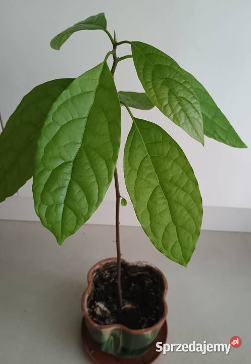 Kwiat Awokado w doniczceMłoda roślina avocado