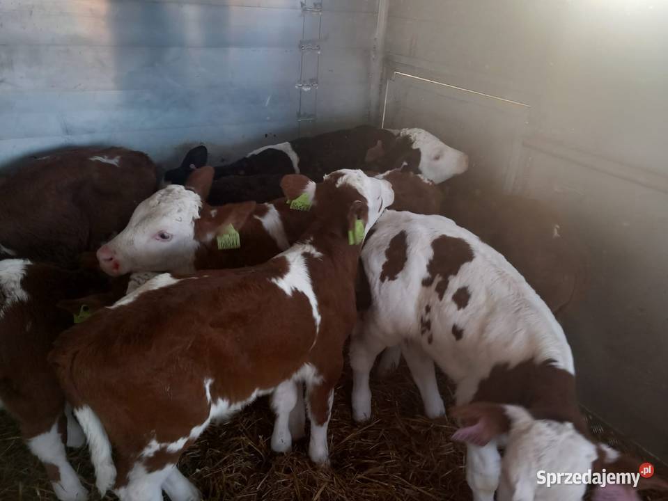 Sprzedania byczki mieszańce Bielany Wrocławskie