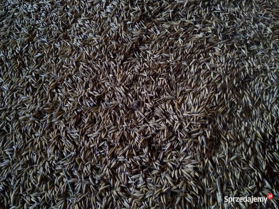 Owies jary warmińsko-mazurskie Chojnik sprzedam