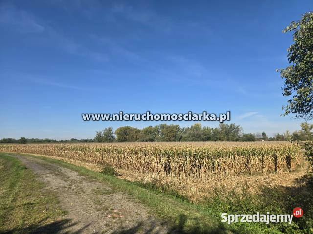 Grunt do sprzedania 4540m2 Buków sprzedam