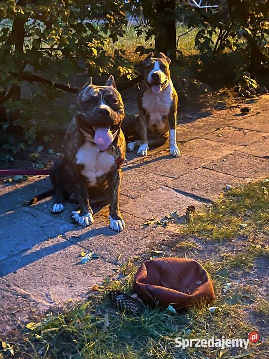 Szczeniaki Amstaff Serock