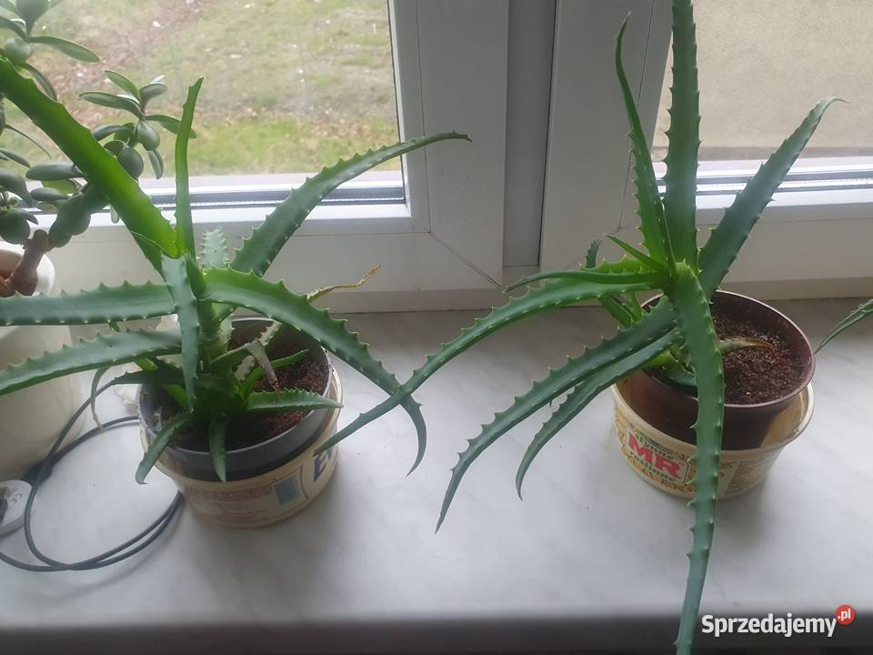 Aloes leczniczy domowy roślina sadzonka Pozostałe Jędrzejów