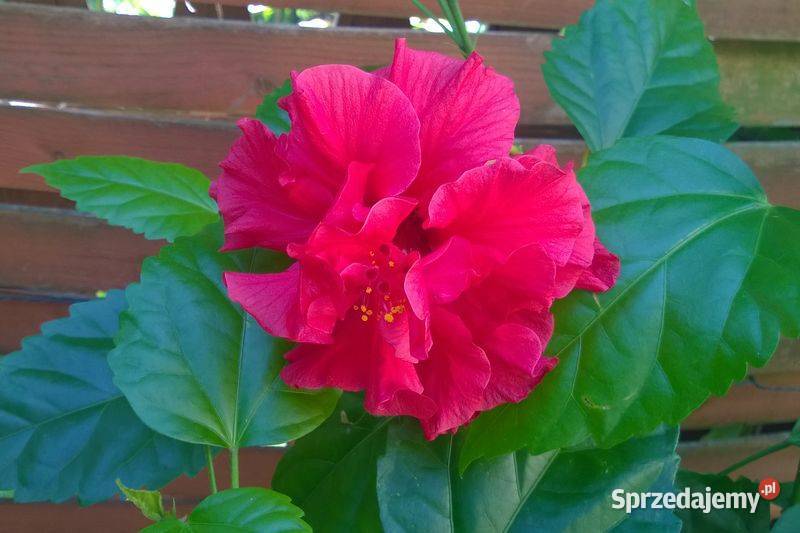 Róża chińska pełna czerwona hibiskus ketmia Pszczyna