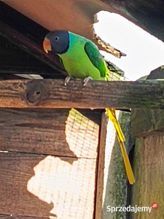 Aleksandretta Himalajska Pamiątkowo