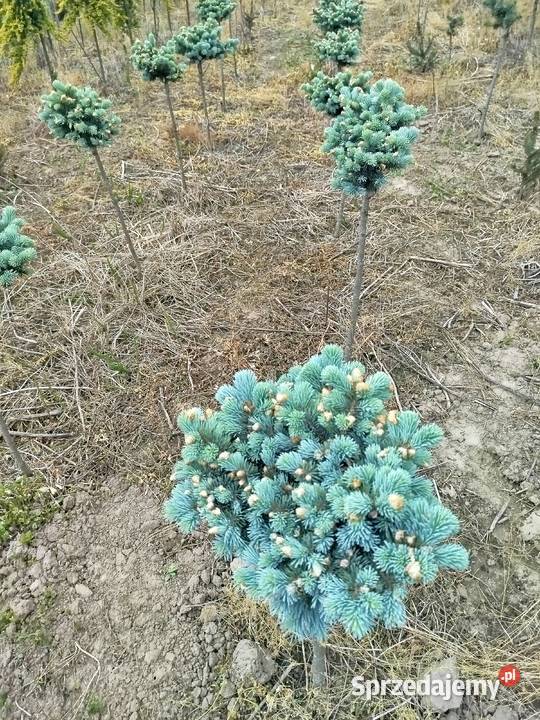 Sosna Pinus mugo LOW Glow Varella GLAUCA GLOBOSA Przedmieście Dubieckie