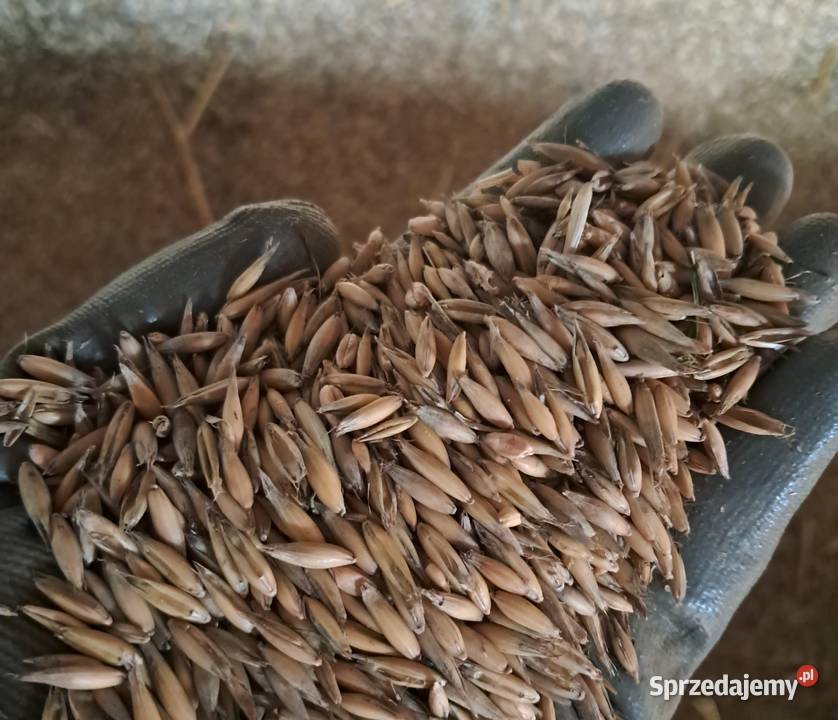 Sprzedam mieszanke owsa z przenicą Gościencin