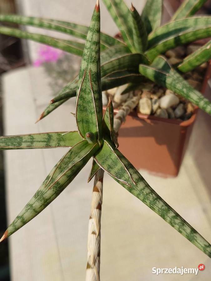 Sansevieria ballyi odrost z rozłogiem karłowata Warszawa sprzedam