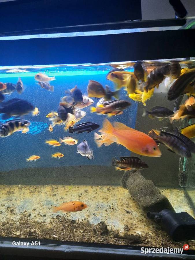 Pyszczaki malawi ponad 50 sztuk małopolskie Brzeszcze