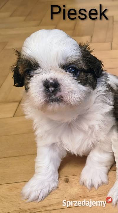 Szczenięta shih tzu z rodowodem Zwoleń