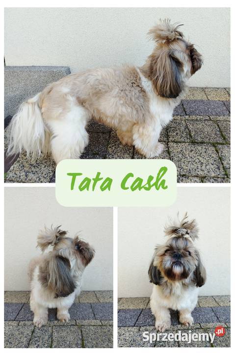 Szczenięta Shih Tzu Tricolor Radom