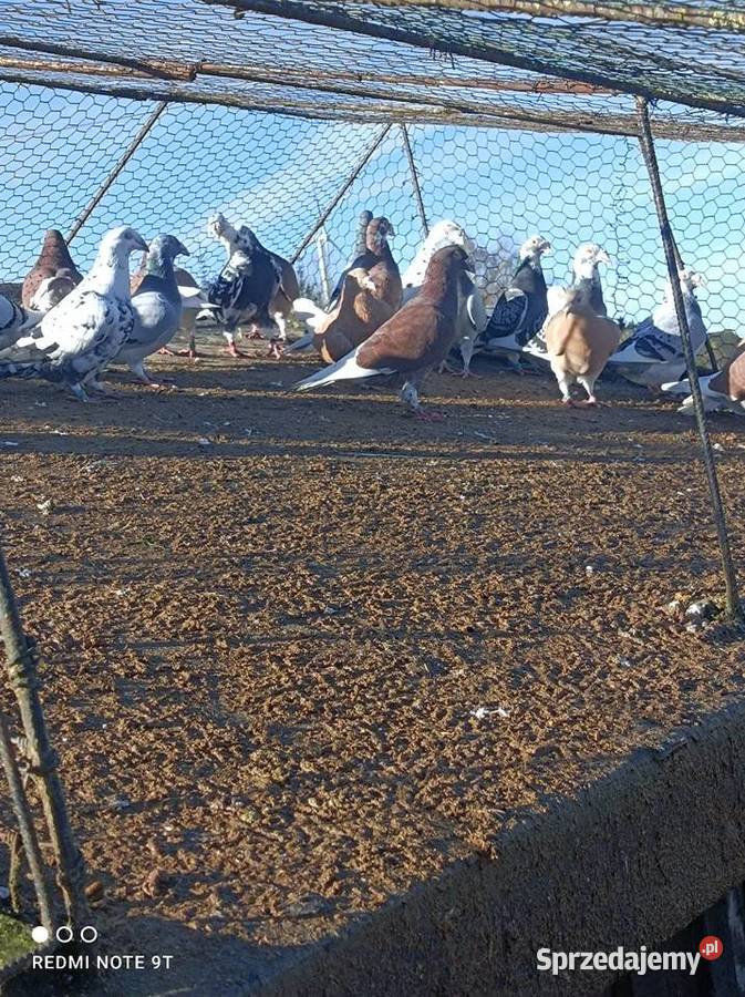 Gołębie Staropolskie Kuczbork-Wieś