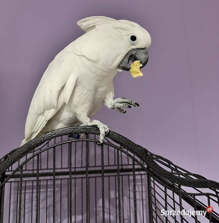 Sprzedam Kakadu Albę