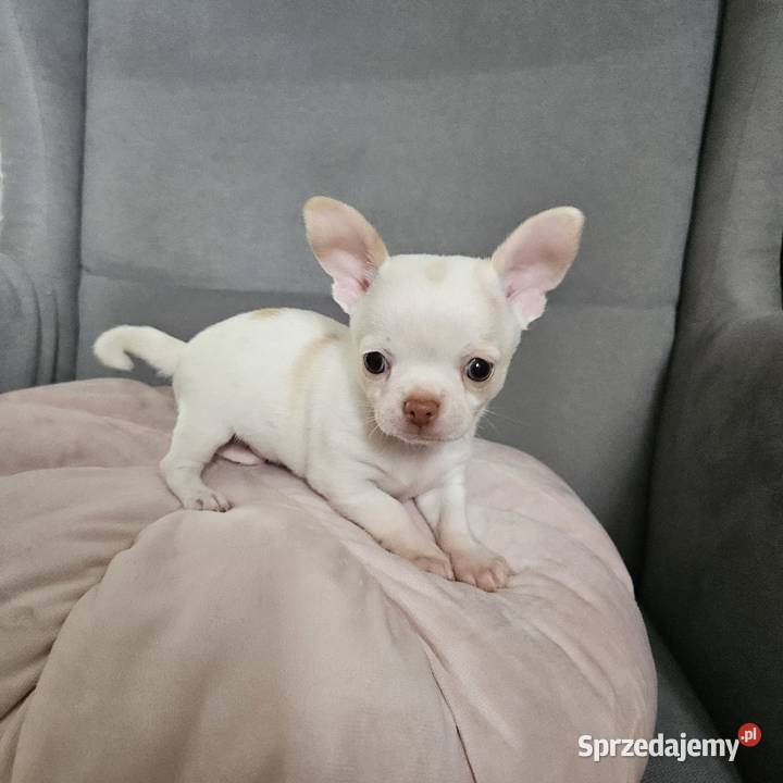 Chihuahua piękny piesek rodzicach FCi Zwierzęta małopolskie