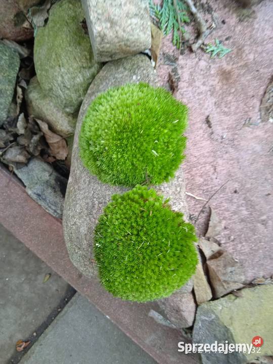 Mech kulki zielone żywemaleńkie Warszawa