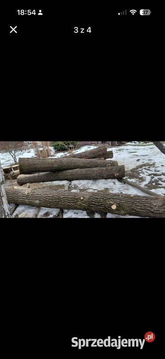 Dąb w klocku do przerobu stolarskiego Trzcinica