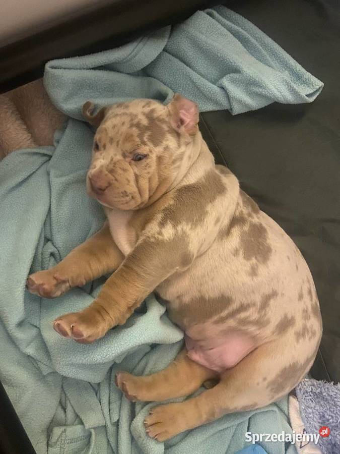 AMERICAN BULLY XL PREMIUM Warszawa sprzedam