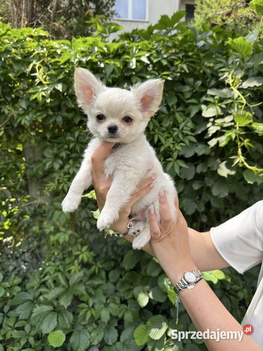 Chihuahua cudny chłopiec Legionowo