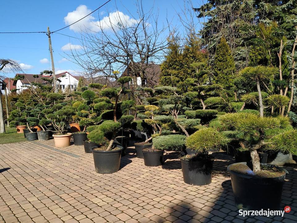 Drzewa i Krzewy Formowane bonsai szkółka Ustroń