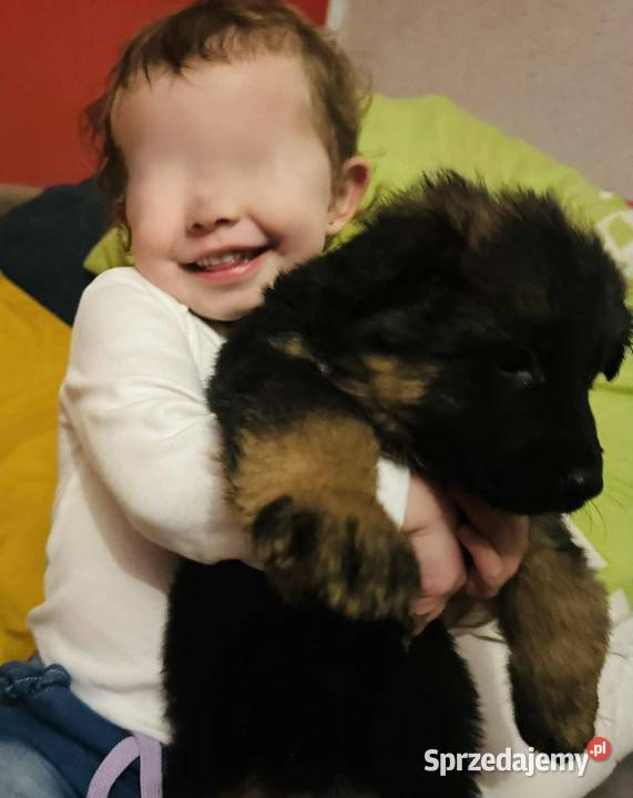 Sprzedam szczeniaki rasy owczarek niemiecki Pińczów,Busko-Zdrój