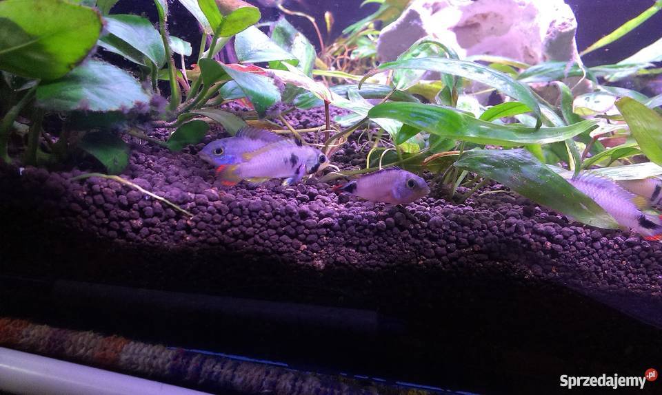 Apistogramma Panduro Pozostałe łódzkie Łódź sprzedam