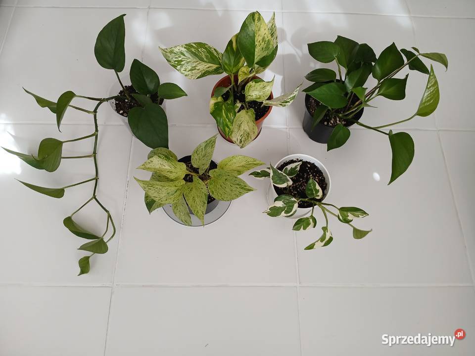 Epipremnum różne odmiany śląskie Częstochowa