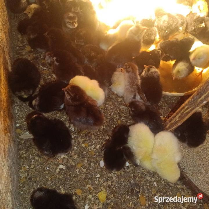 Kurczeta sprzedam