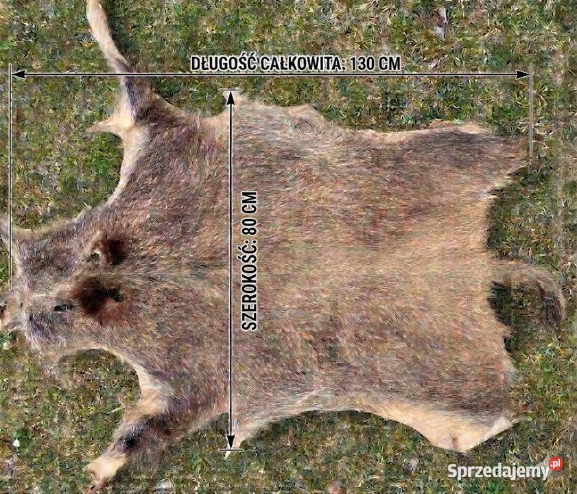 Wyprawiona skóra z dzika 130 x 80 Wyposażenie wnętrz Włodawa