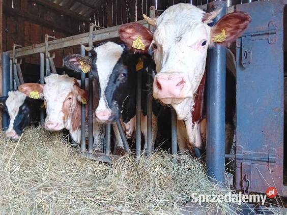 Sprzedam byki i jałowki Tuszyn