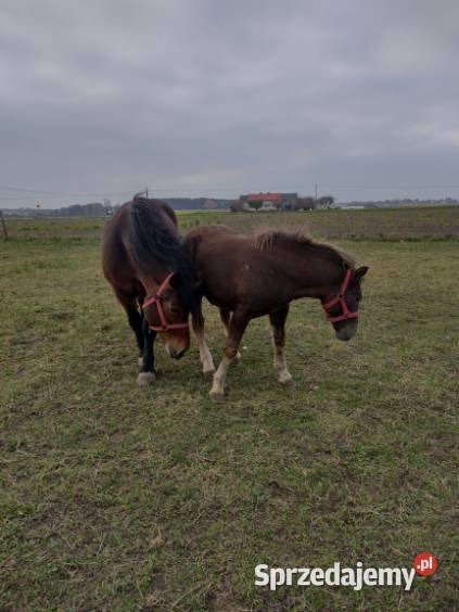 klacz zimnokrwista z ogierkiem 5 miesięcznym Skórzno