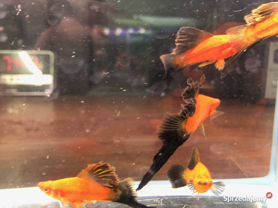 Mieczyk Kalafior Cauliflower Wagtali Justynów