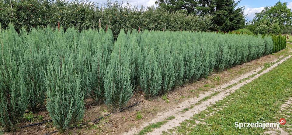 Jałowiec skalny Juniperus scop BLUE ARROW 100120 Mogielnica