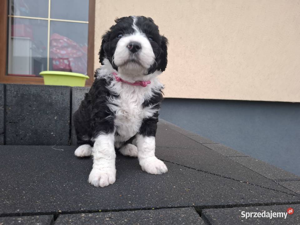Portugalski pies dowodny piesek Szczenięta mazowieckie Sierpc