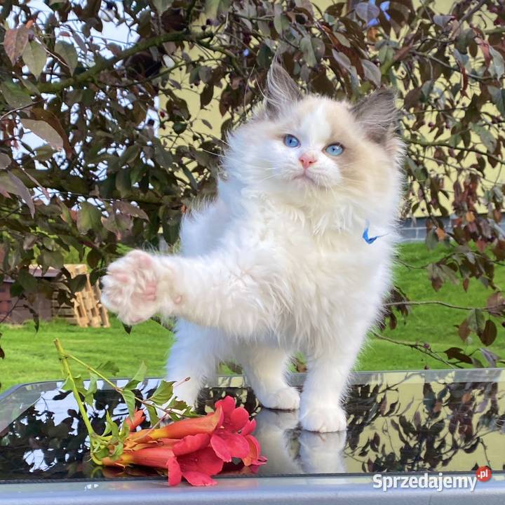 Kocurek Ragdoll gotowy do przeprowadzki śląskie Tychy