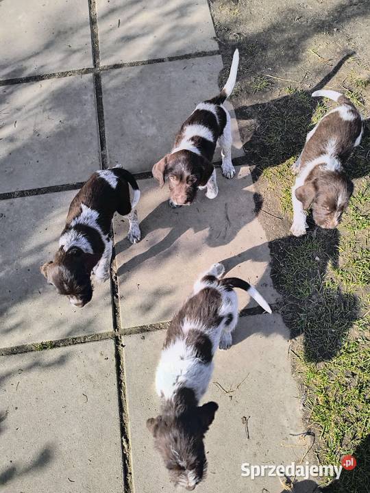 wyżeł niemiecki szorstkowłosy szczeniaki Mielec