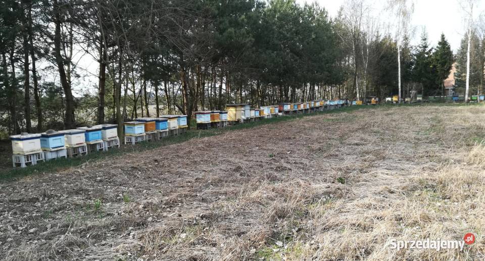 Sprzedam pszczoły rodziny pszczele na 910 Pszczelarstwo Grabów nad Prosną