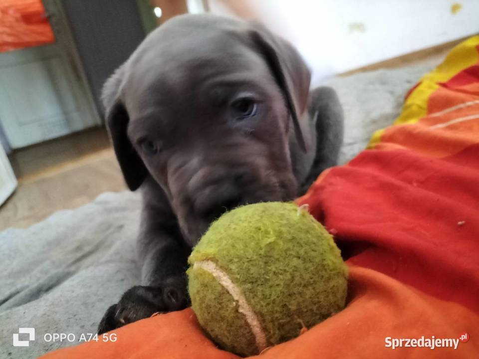 8 wspaniałych szczeniaczków cane corso Siedlce sprzedam