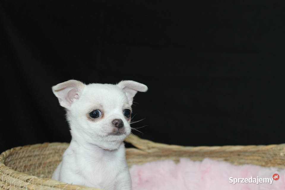 Chihuahua krótkowłosy biały chłopiec ZKwP FCI Świnoujście