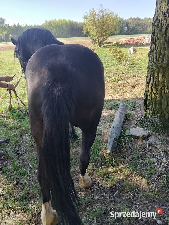 Sprzedam klacz źrebna Konie Krotoszyn