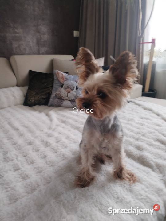 York terrier suczka lubelskie