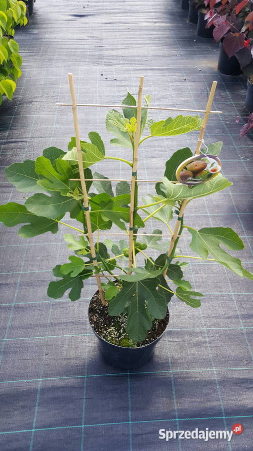 Figowiec Figa Ficus Simoradz sprzedam