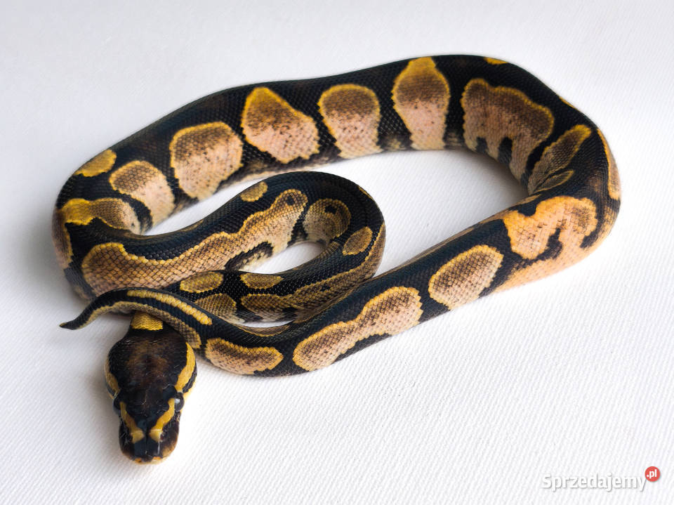Pyton królewski Sugar Calico Python Regius mazowieckie Warszawa sprzedam