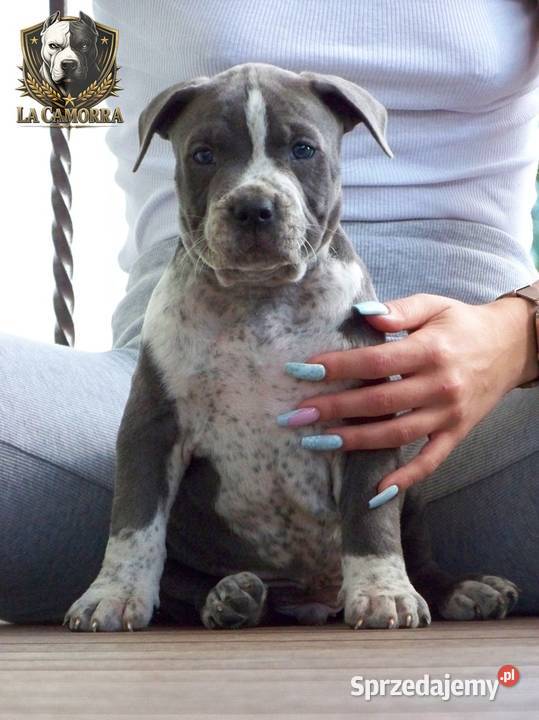 Amstaff Blue samiec R2 American Staffordshire sprzedam
