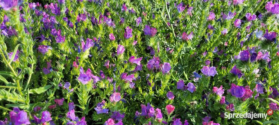 żmijowiec grecki jednoroczny roślina miododajna Przybysławice